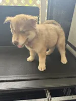 Charlie, a male Siberian Husky for sale in Lakeland, FL – 4 of 4