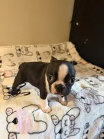 Buster, a male Boston Terrier for sale in Lakeland, FL – Photo 7 of 10