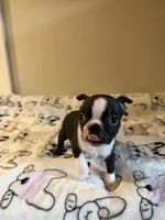 Buster, a male Boston Terrier for sale in Lakeland, FL – Photo 4 of 10