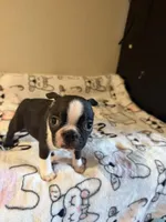 Buster, a male Boston Terrier for sale in Lakeland, FL – Photo 8 of 10