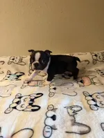 Buster, a male Boston Terrier for sale in Lakeland, FL – Photo 9 of 10