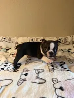 Buster, a male Boston Terrier for sale in Lakeland, FL – Photo 10 of 10