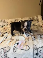 Buster, a male Boston Terrier for sale in Lakeland, FL – Photo 6 of 10