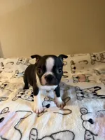 Buster, a male Boston Terrier for sale in Lakeland, FL – Photo 5 of 10