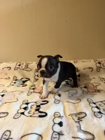 Buster, a male Boston Terrier for sale in Lakeland, FL – Photo 2 of 10