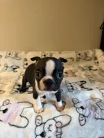 Buster, a male Boston Terrier for sale in Lakeland, FL – Photo 3 of 10