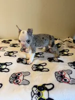 Bruno, a male Boston Terrier for sale in Lakeland, FL – 5 of 7