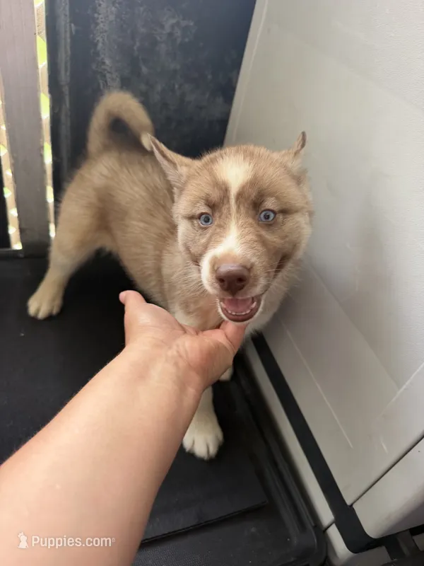 Sassy – Siberian Husky puppy for sale in Lakeland, FL