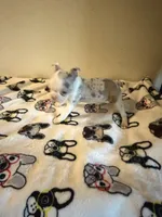 Shayla, a female Boston Terrier for sale in Lakeland, FL – 3 of 6