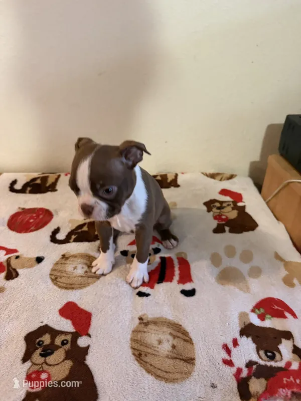 Reba  – Boston Terrier puppy for sale in Lakeland, FL
