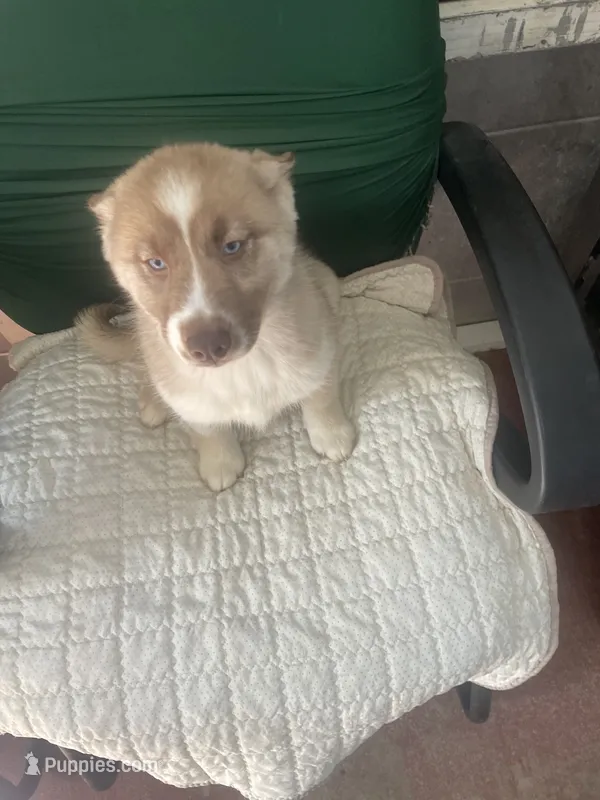 Perla – Siberian Husky puppy for sale in Lakeland, FL