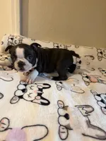 Luna, a female Boston Terrier for sale in Lakeland, FL – Photo 3 of 10