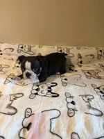 Luna, a female Boston Terrier for sale in Lakeland, FL – Photo 8 of 10
