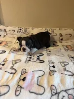 Luna, a female Boston Terrier for sale in Lakeland, FL – Photo 6 of 10