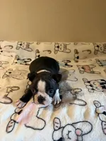 Luna, a female Boston Terrier for sale in Lakeland, FL – Photo 5 of 10