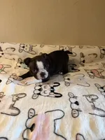 Luna, a female Boston Terrier for sale in Lakeland, FL – Photo 7 of 10