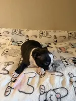 Luna, a female Boston Terrier for sale in Lakeland, FL – Photo 4 of 10