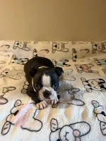 Luna, a female Boston Terrier for sale in Lakeland, FL – Photo 9 of 10