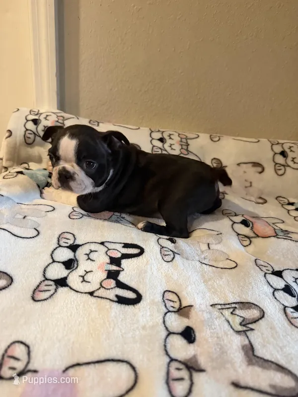 Luna – Boston Terrier puppy for sale in Lakeland, FL