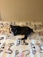 Luna, a female Boston Terrier for sale in Lakeland, FL – Photo 10 of 10