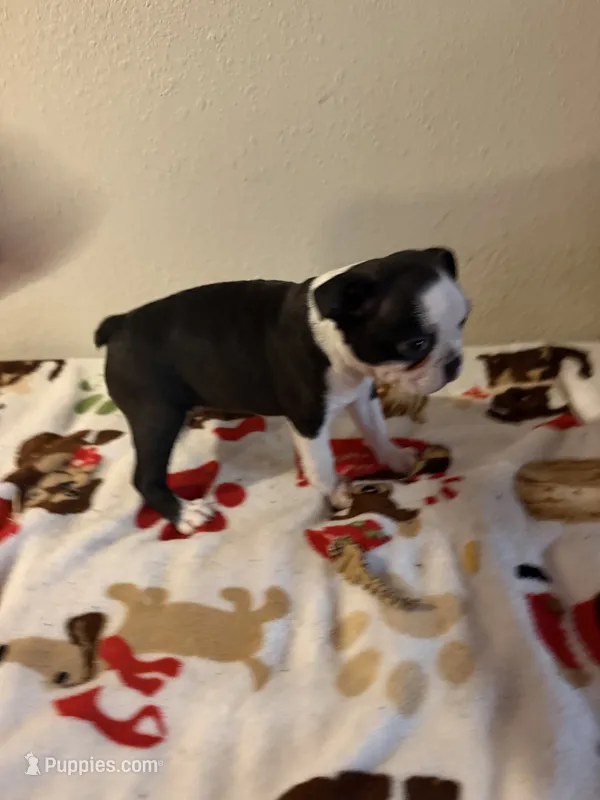 Sassy – Boston Terrier puppy for sale in Lakeland, FL