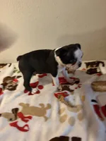 Sassy, a female Boston Terrier for sale in Lakeland, FL – 1 of 4