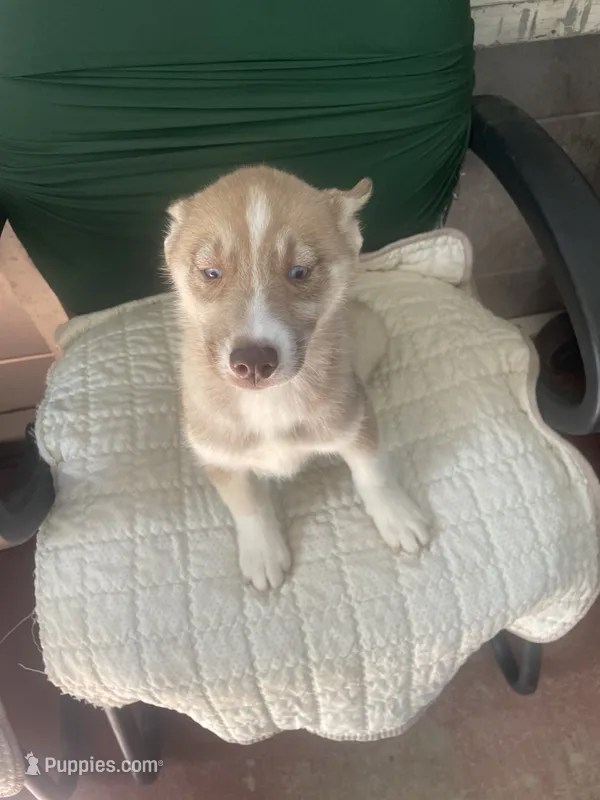 Ciara – Siberian Husky puppy for sale in Lakeland, FL