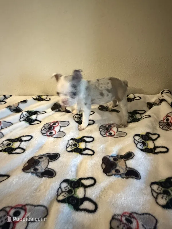 Shayla – Boston Terrier puppy for sale in Lakeland, FL