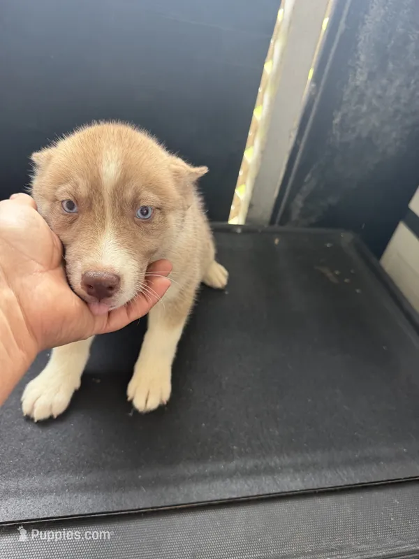 Ciara – Siberian Husky puppy for sale in Lakeland, FL