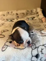 Little Lila, a female Boston Terrier for sale in Lakeland, FL – Photo 3 of 8