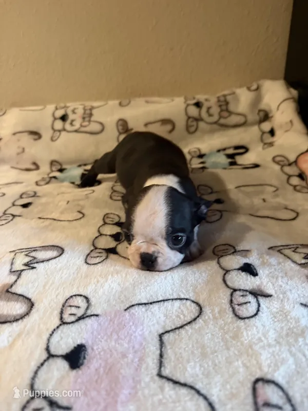 Little Lila – Boston Terrier puppy for sale in Lakeland, FL