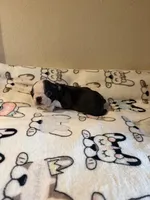 Little Lila, a female Boston Terrier for sale in Lakeland, FL – Photo 2 of 8