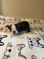 Little Lila, a female Boston Terrier for sale in Lakeland, FL – Photo 5 of 8