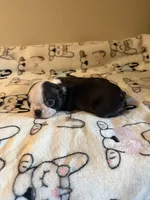 Little Lila, a female Boston Terrier for sale in Lakeland, FL – Photo 8 of 8