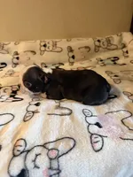 Little Lila, a female Boston Terrier for sale in Lakeland, FL – Photo 6 of 8