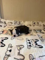 Little Lila, a female Boston Terrier for sale in Lakeland, FL – Photo 4 of 8
