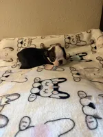 Little Lila, a female Boston Terrier for sale in Lakeland, FL – Photo 7 of 8