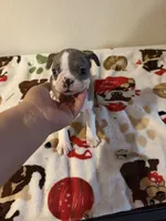 Layla, a female Boston Terrier for sale in Lakeland, FL – 2 of 7