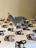 Bruno, a male Boston Terrier for sale in Lakeland, FL – 3 of 7