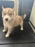 Sassy, a female Siberian Husky for sale in Lakeland, FL – 2 of 2
