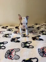 Bruno, a male Boston Terrier for sale in Lakeland, FL – 6 of 7