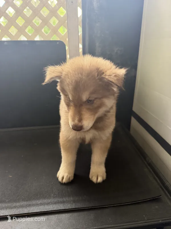  Charlie – Siberian Husky puppy for sale in Lakeland, FL