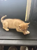 Myla, a female Siberian Husky for sale in Lakeland, FL – 2 of 2