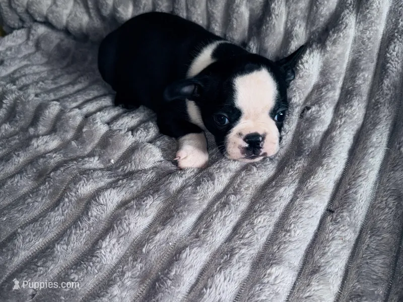 Max , a male Boston Terrier for sale in Lakeland, FL – Photo 1 of 1