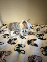 Shayla, a female Boston Terrier for sale in Lakeland, FL – 6 of 6