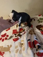 Sassy, a female Boston Terrier for sale in Lakeland, FL – 4 of 4