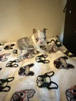 Shayla, a female Boston Terrier for sale in Lakeland, FL – 4 of 6
