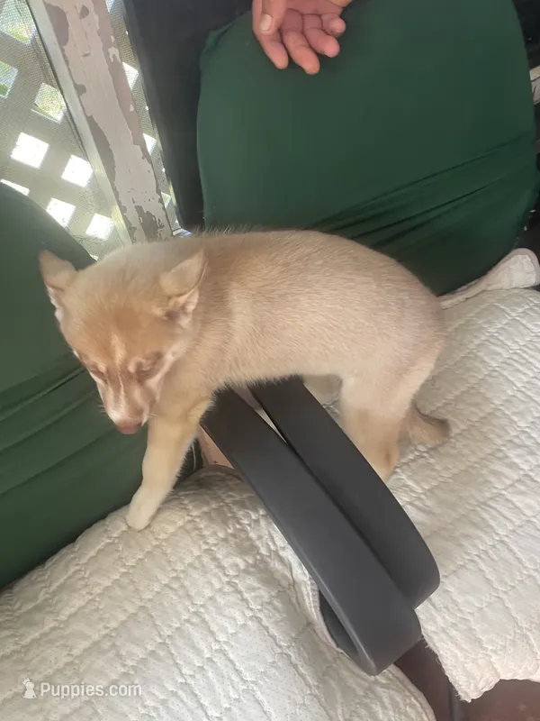 Myla – Siberian Husky puppy for sale in Lakeland, FL