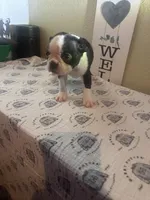 Mika , a female Boston Terrier for sale in Lakeland, FL – 2 of 2