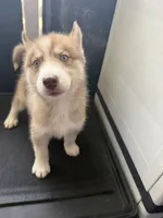 Sassy, a female Siberian Husky for sale in Lakeland, FL – 1 of 2